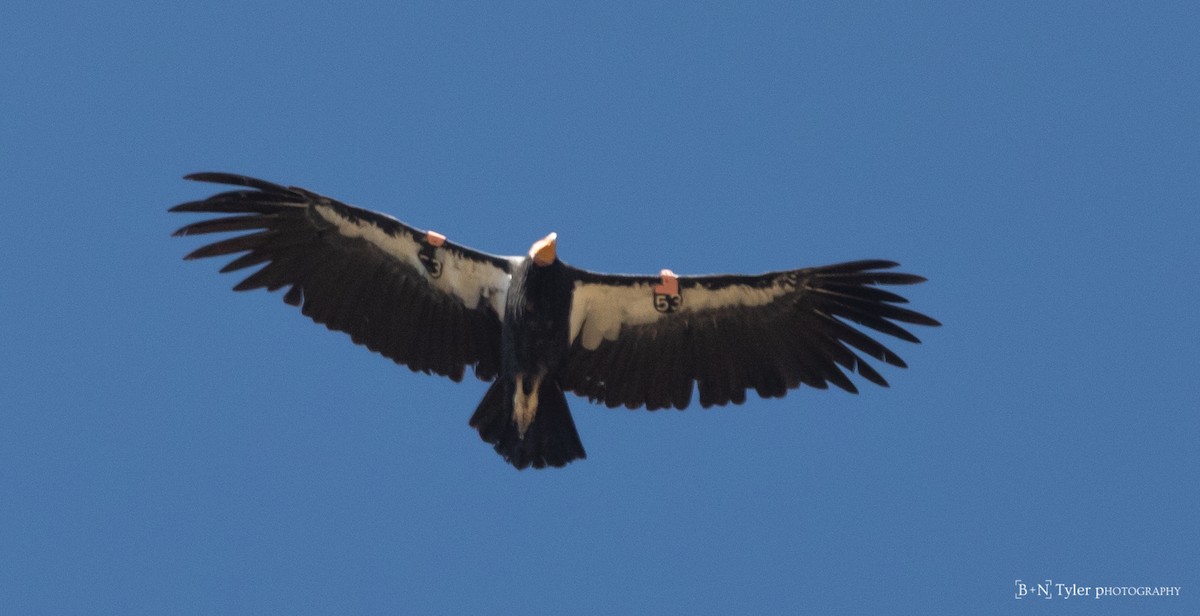 Condor de Californie - ML175375341