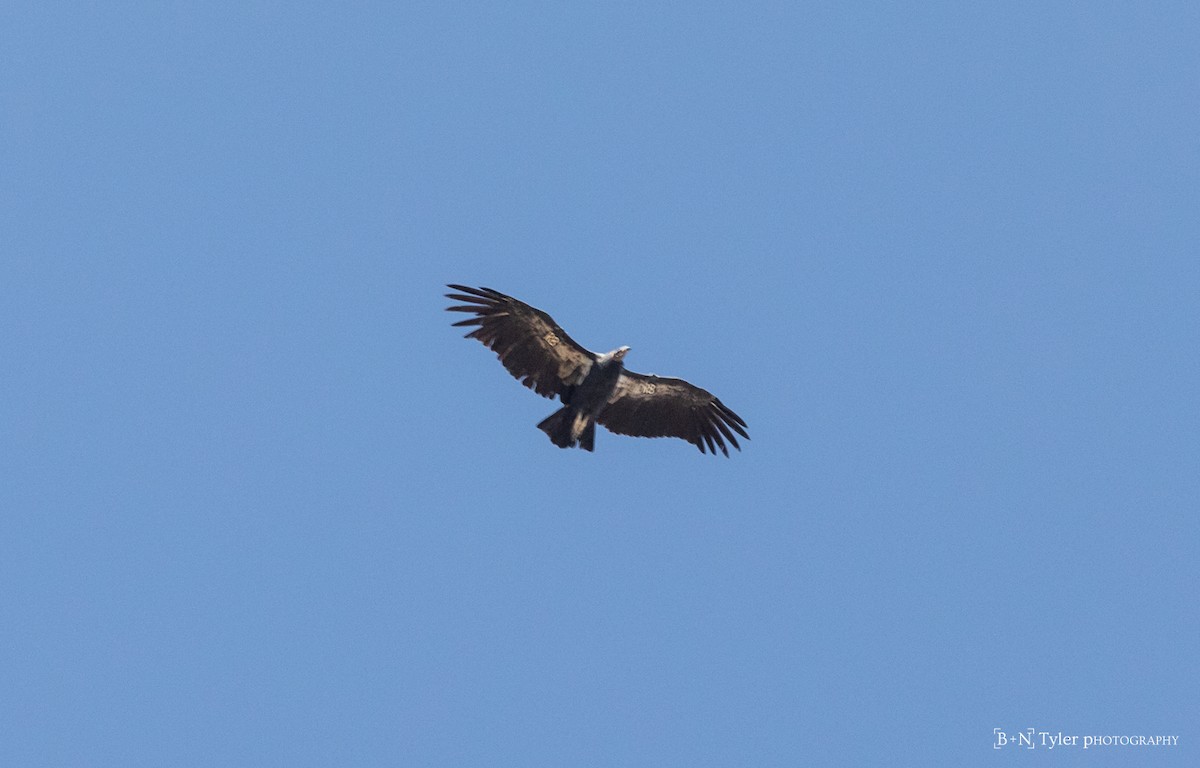 Condor de Californie - ML175375511