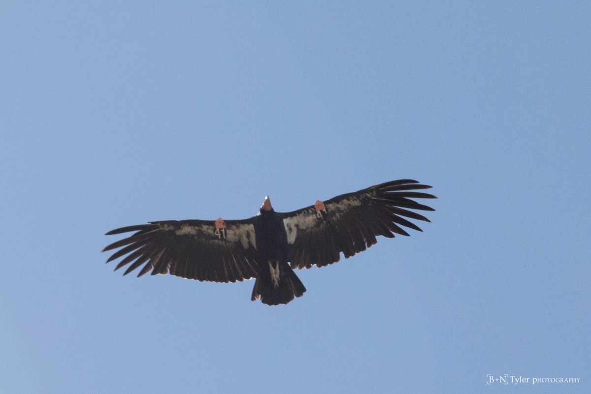 Condor de Californie - ML175375741