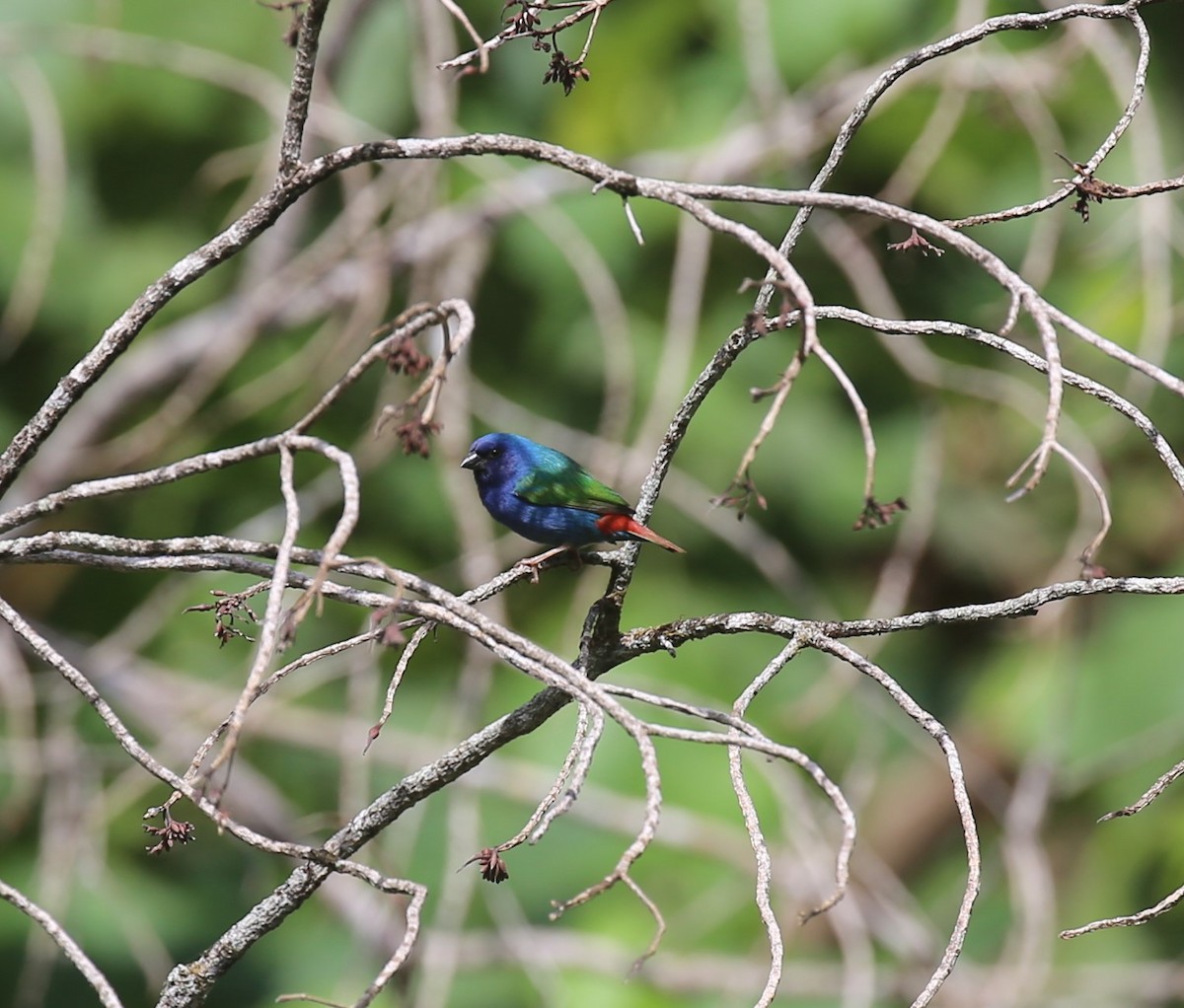 Tricolored Parrotfinch - ML175383481