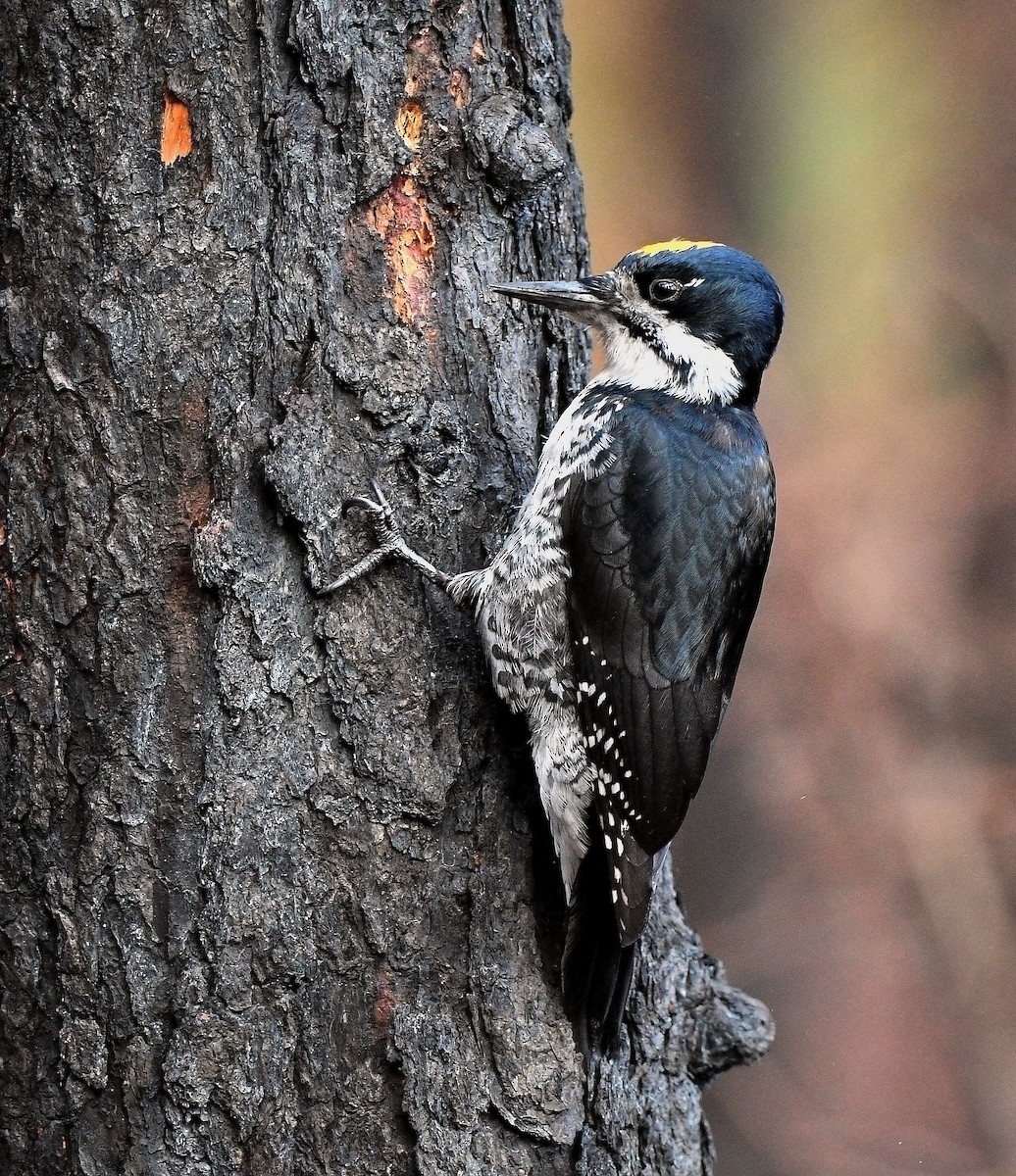 Black-backed Woodpecker - ML175391871