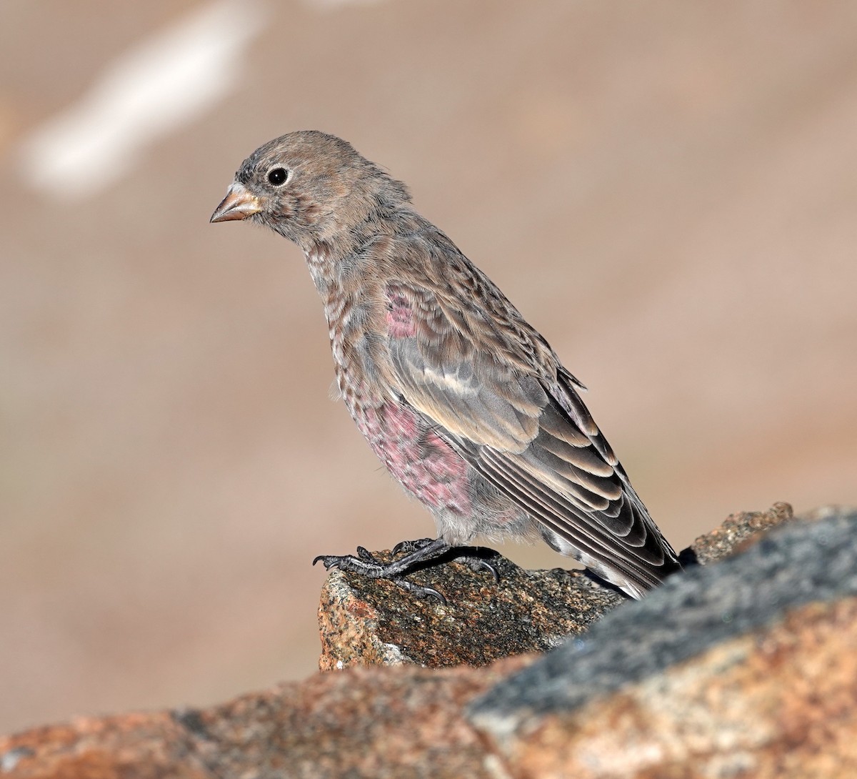 Brown-capped Rosy-Finch - Jason Wilder