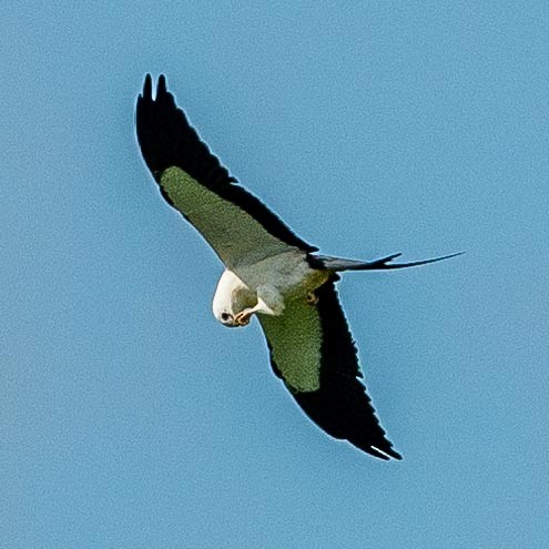 Swallow-tailed Kite - ML175393111