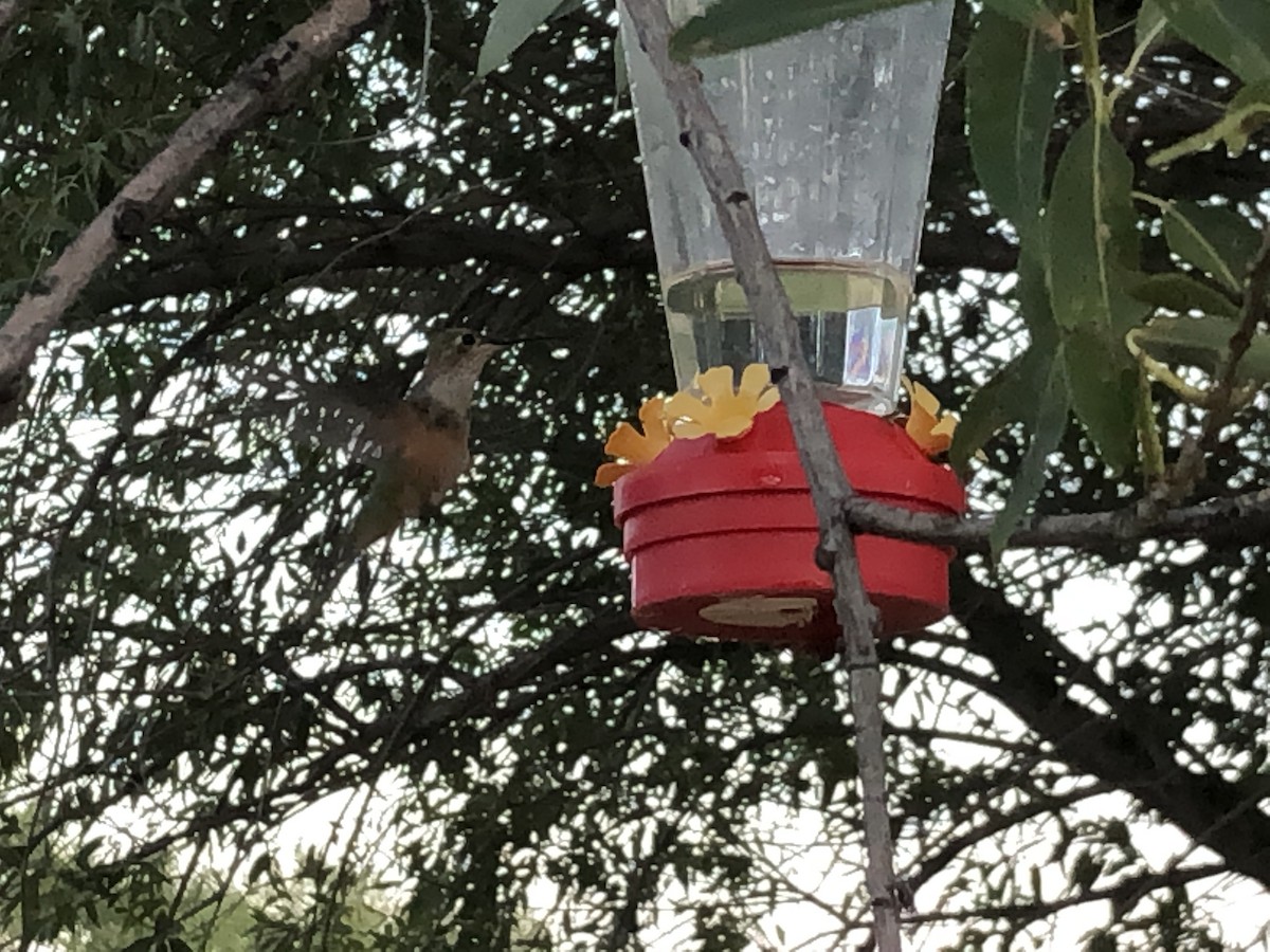 Broad-tailed Hummingbird - ML175394551