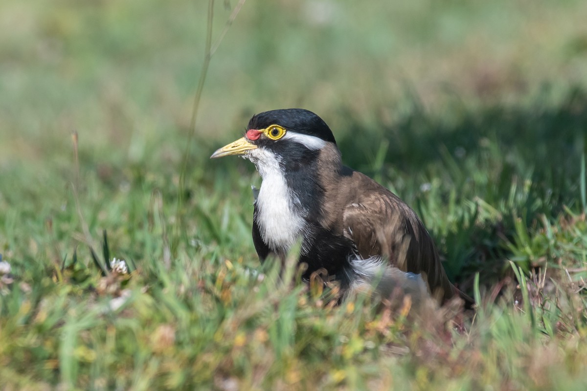 Banded Lapwing - ML175403491