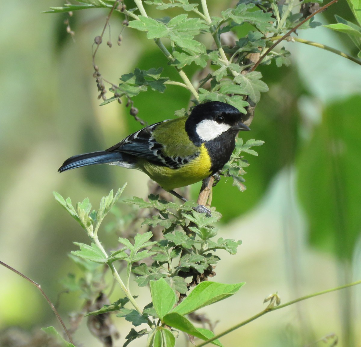 Green-backed Tit - ML175404341