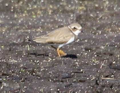 Semipalmated Plover - sam hough