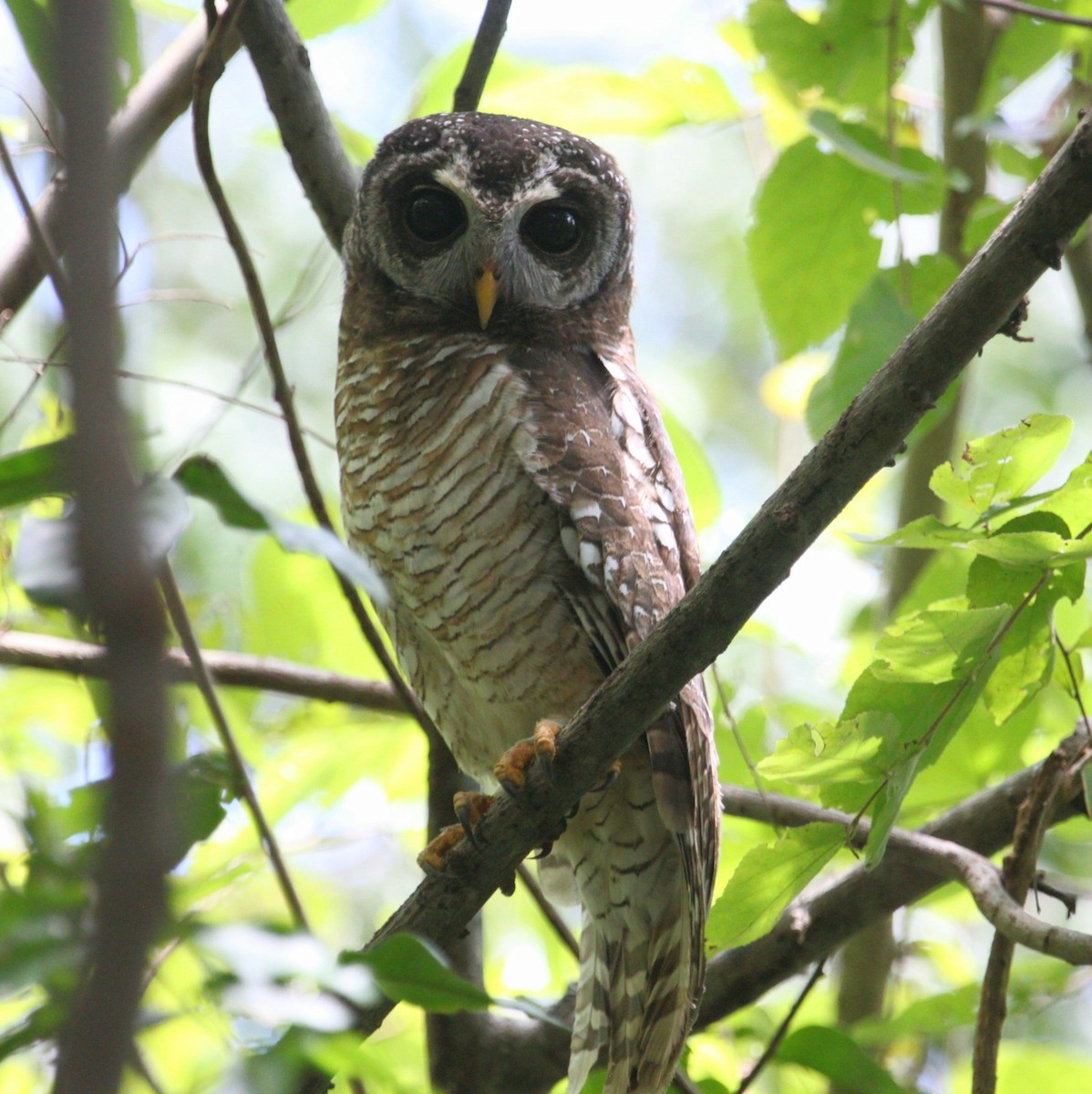 African Wood-Owl - ML175405761