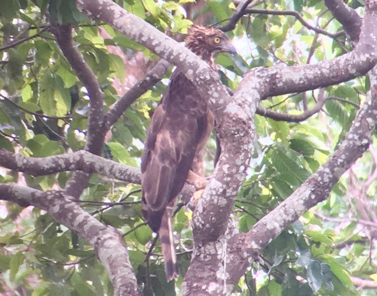 Philippine Hawk-Eagle - Gretchen Locy