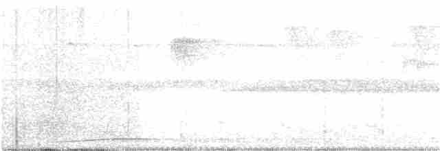 holub tenkozobý - ML175410251