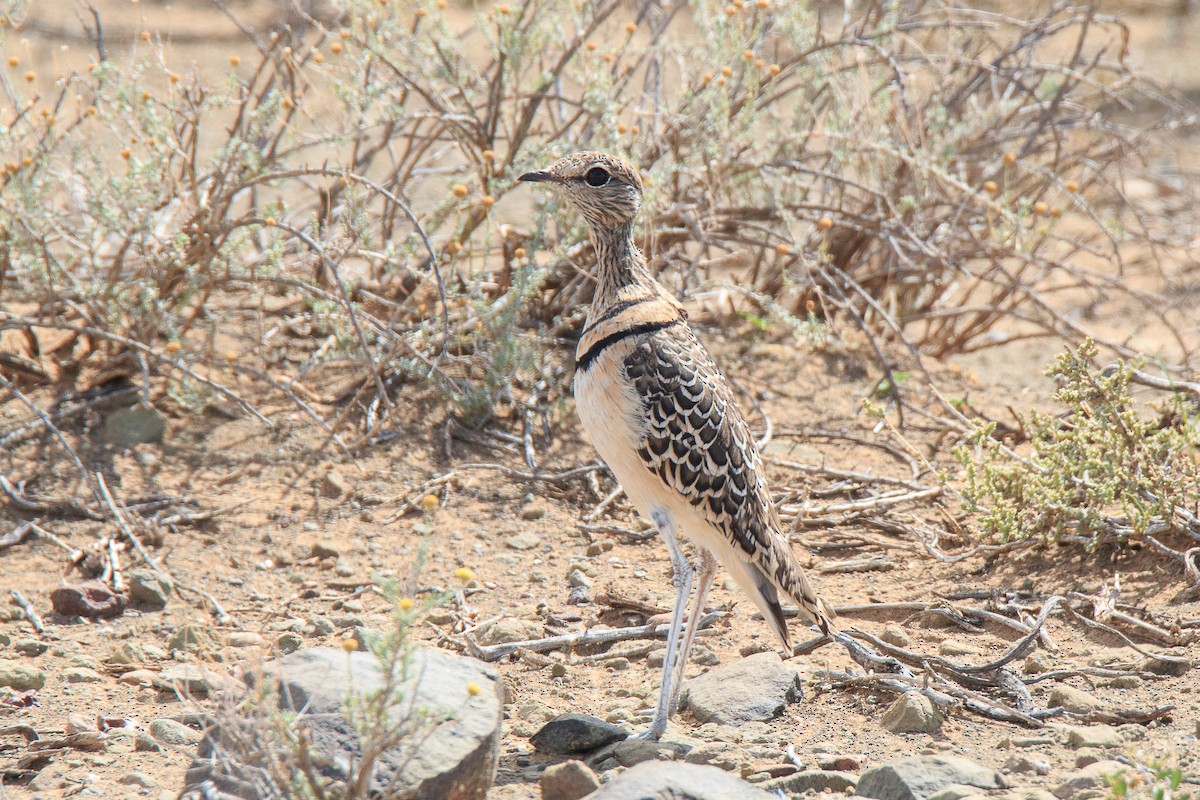 Double-banded Courser - Karin Coetzer