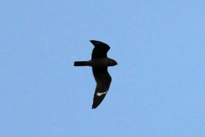 Common Nighthawk - Technoparc Oiseaux