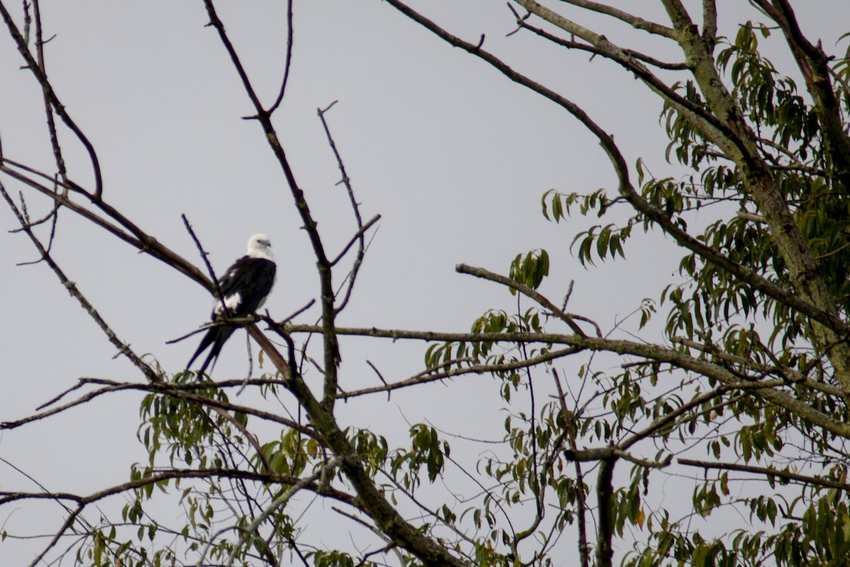 Swallow-tailed Kite - ML175415201