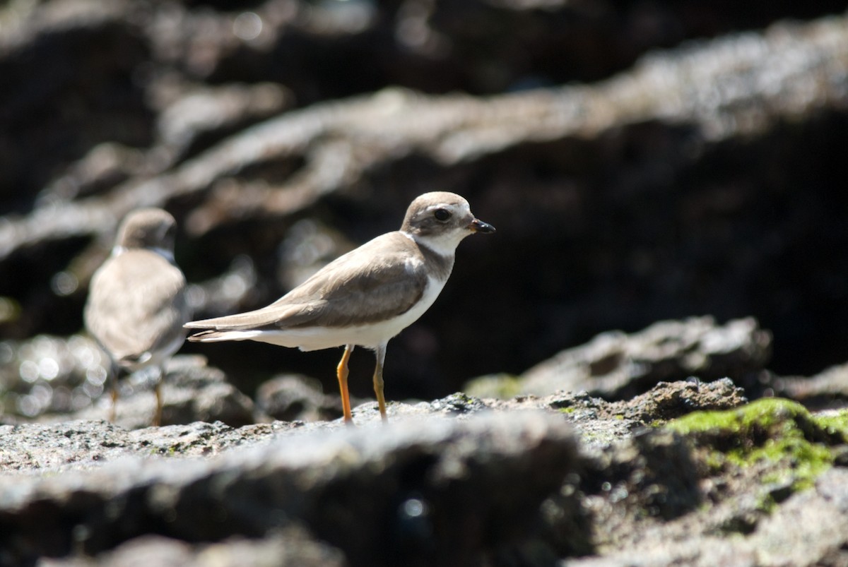 Semipalmated Plover - Bill Townsend