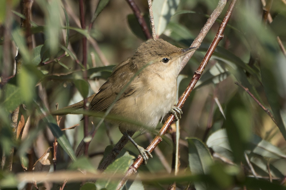 Common Reed Warbler - ML175419991