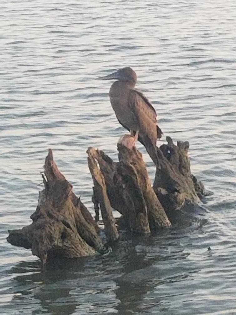 Brown Booby - ML175420801