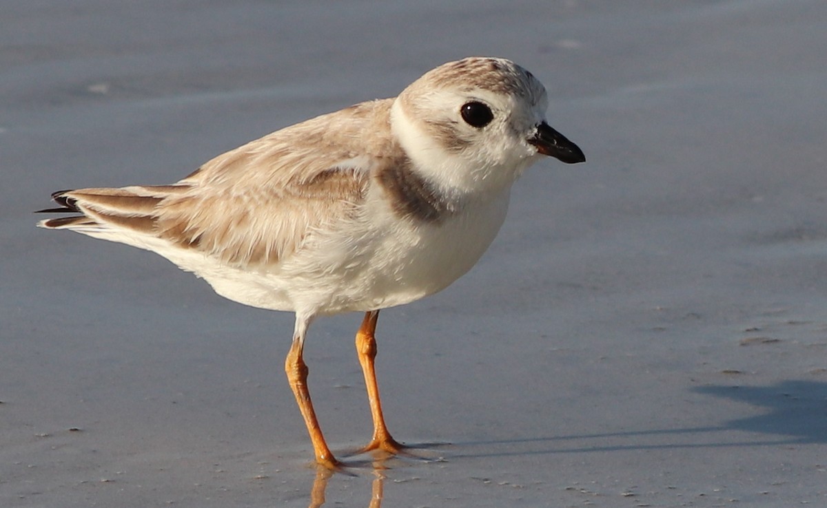 Piping Plover - ML175429491