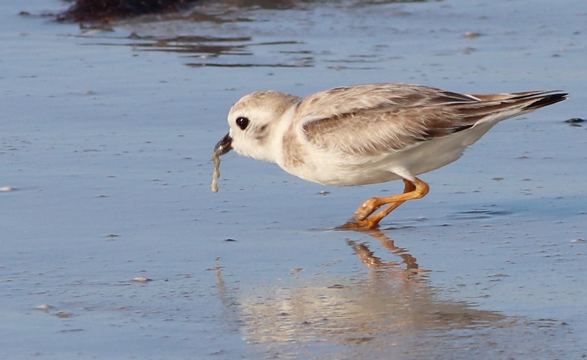 Piping Plover - ML175429501