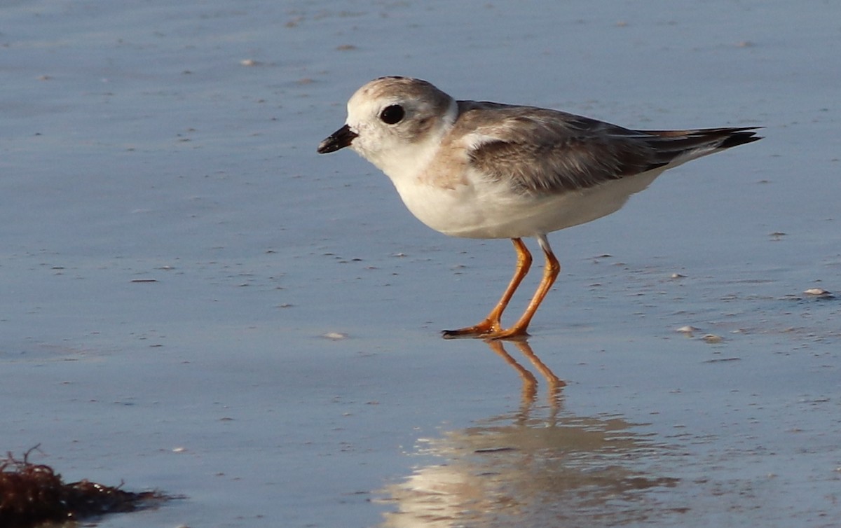 Piping Plover - ML175429511