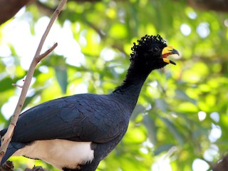 Bechora sadomazoxistga duch keldi