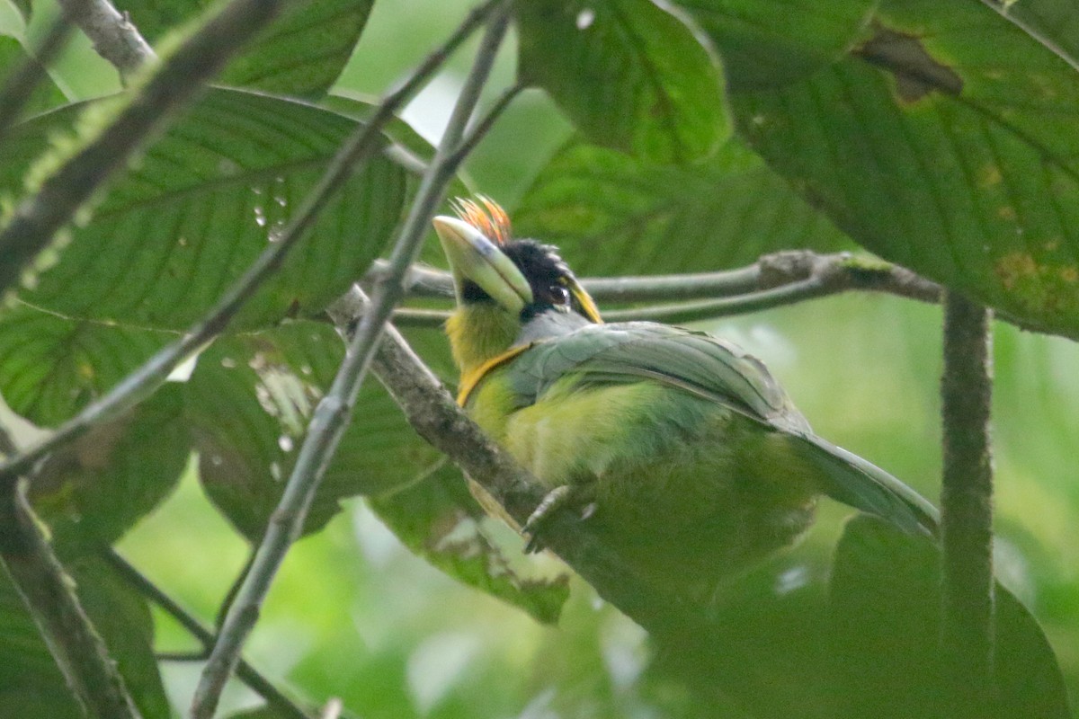 Fire-tufted Barbet - Gil Ewing