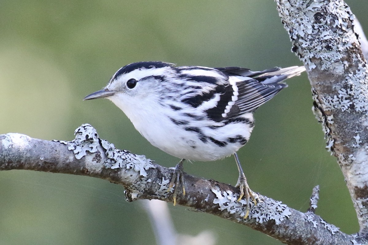 Black-and-white Warbler - ML175434361