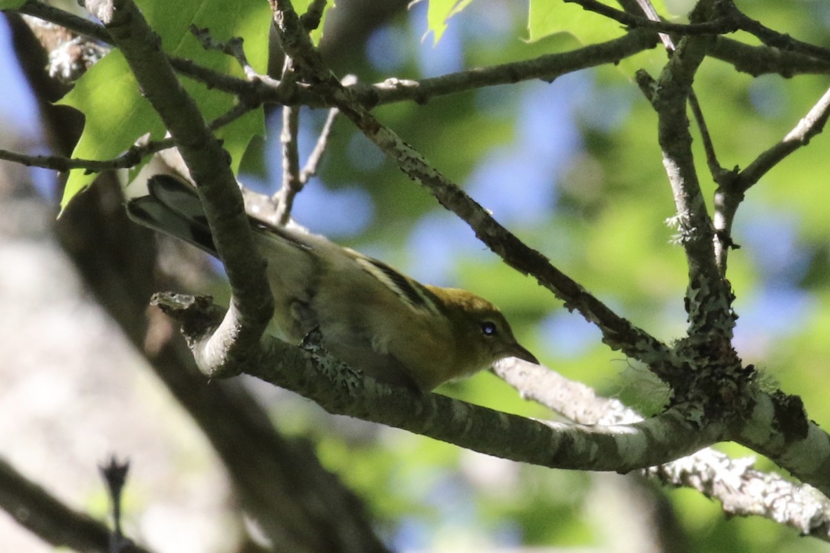 Bay-breasted Warbler - ML175434451