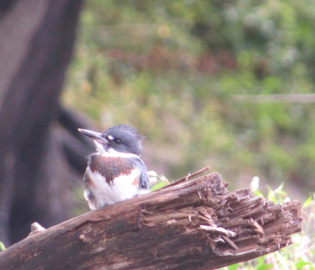 Belted Kingfisher - ML175434791