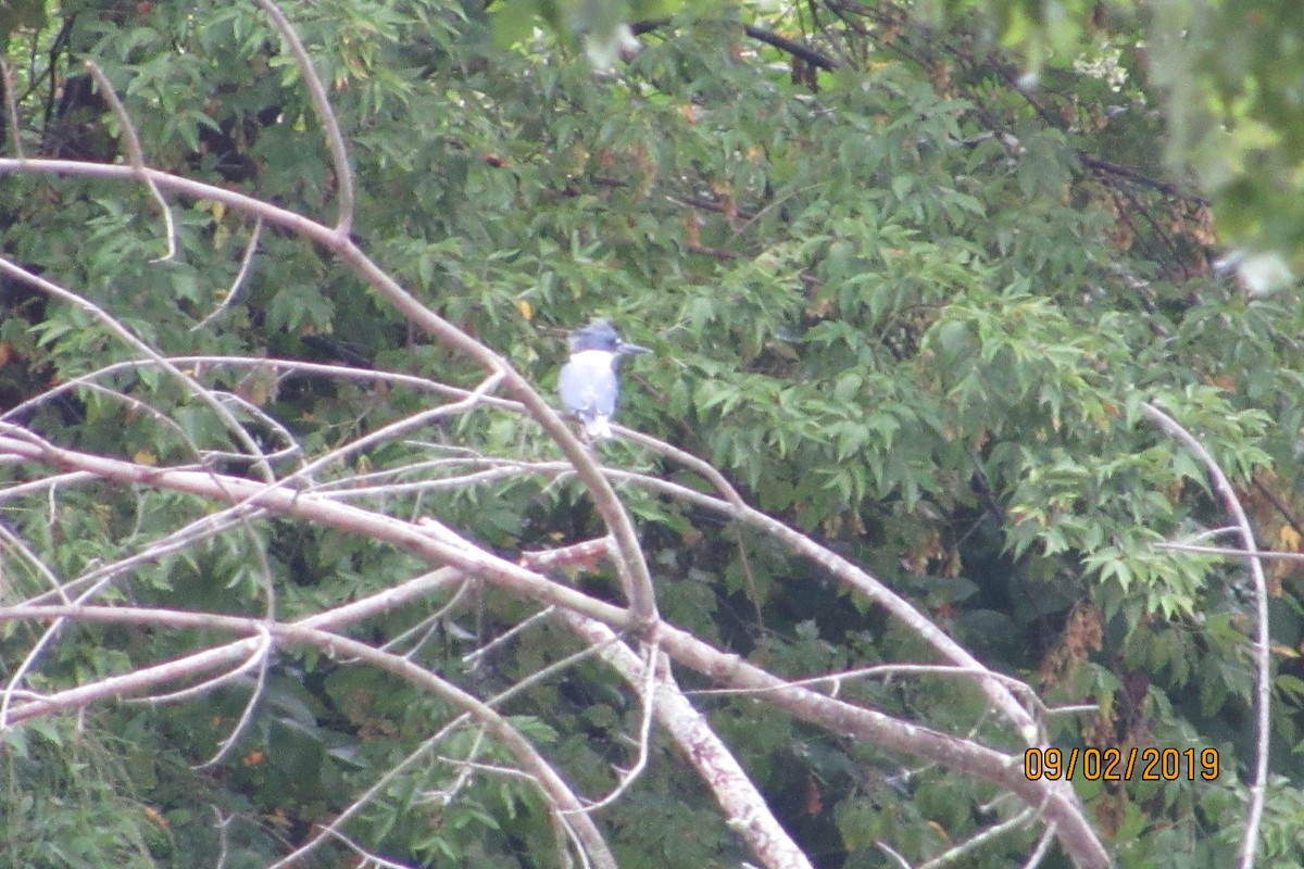 Belted Kingfisher - ML175434801