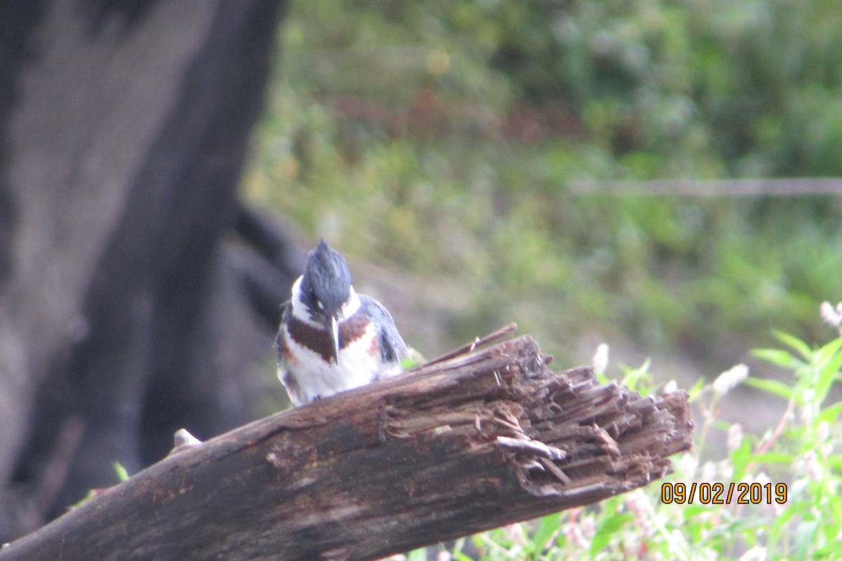 Belted Kingfisher - ML175434831