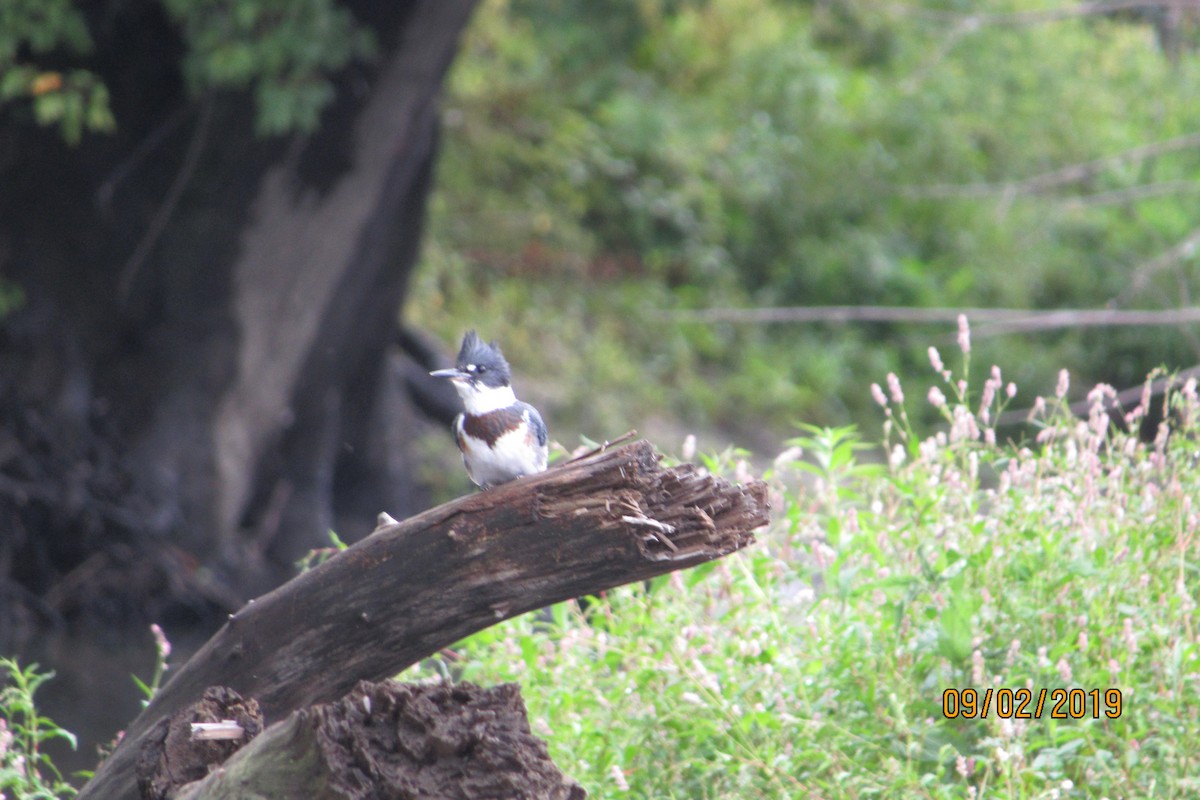 Belted Kingfisher - ML175434891