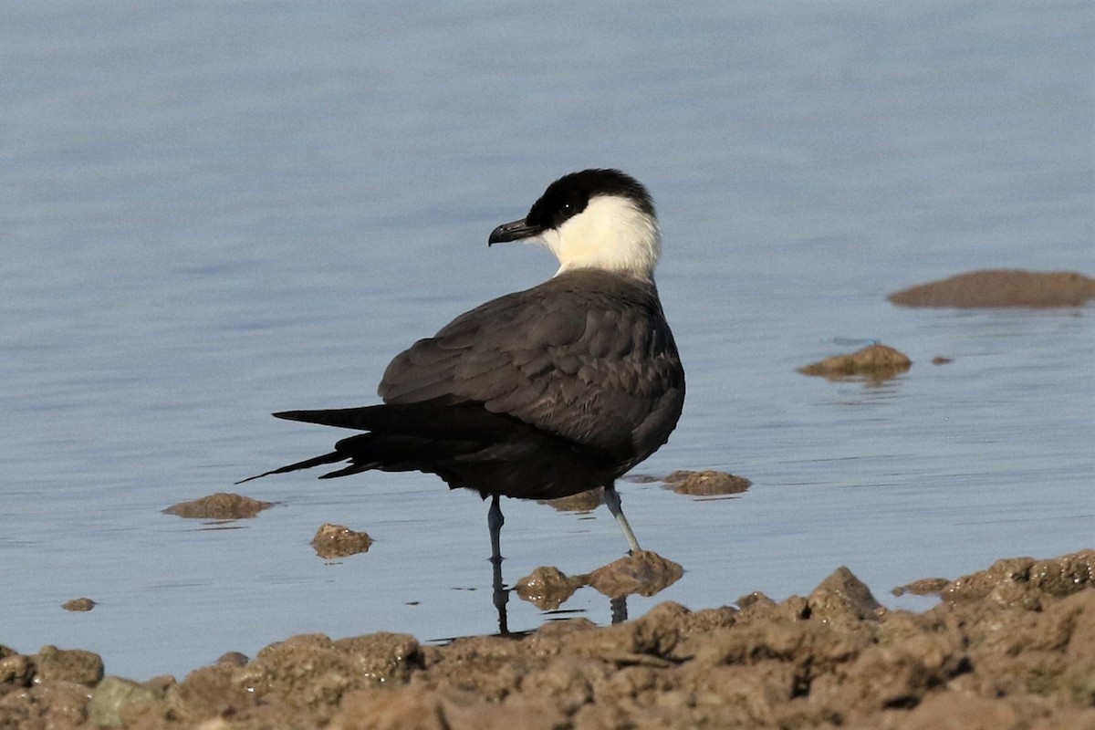 Long-tailed Jaeger - ML175436451