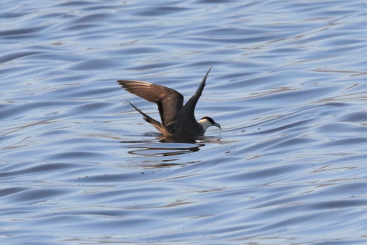 Long-tailed Jaeger - ML175436471