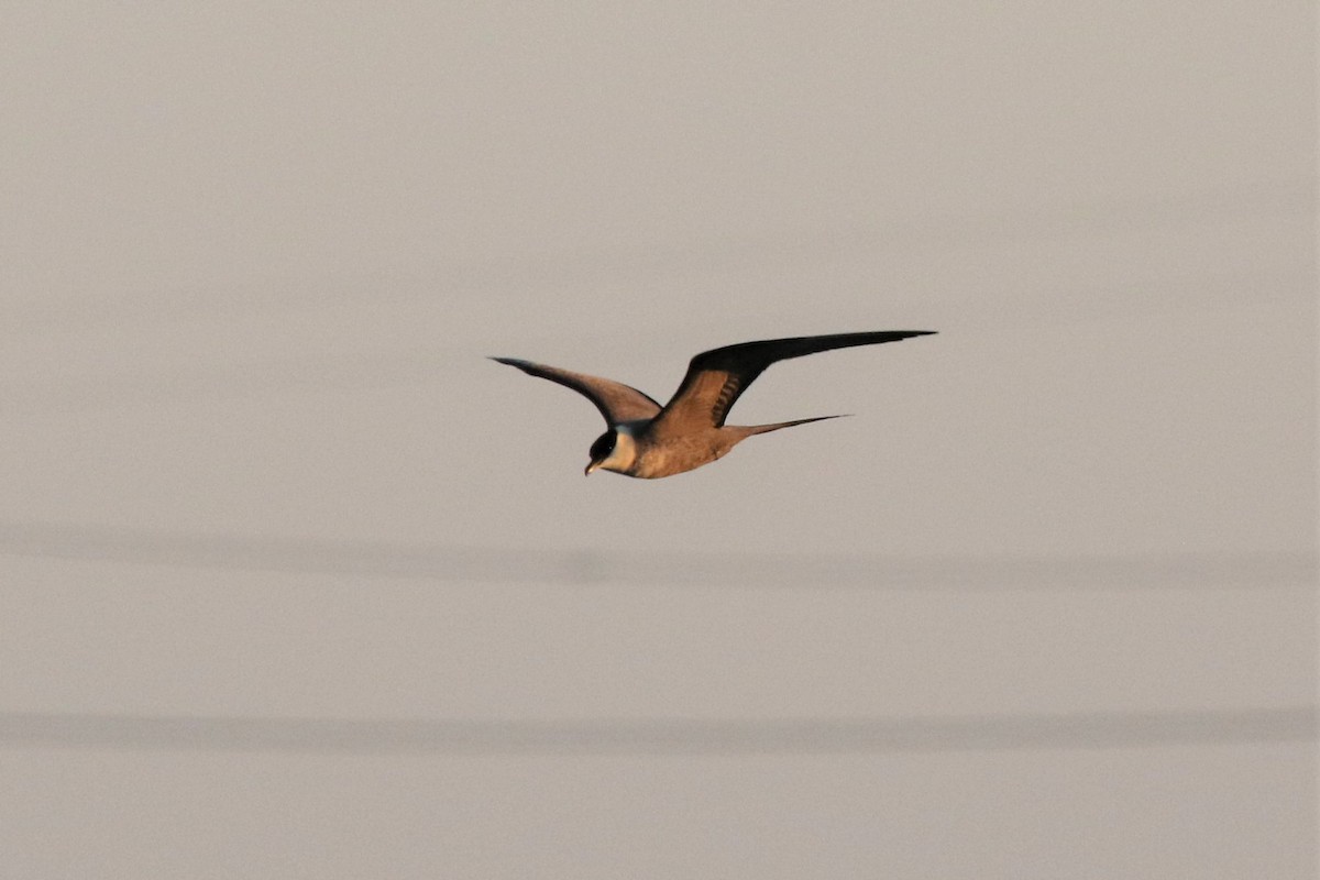 Long-tailed Jaeger - ML175436481