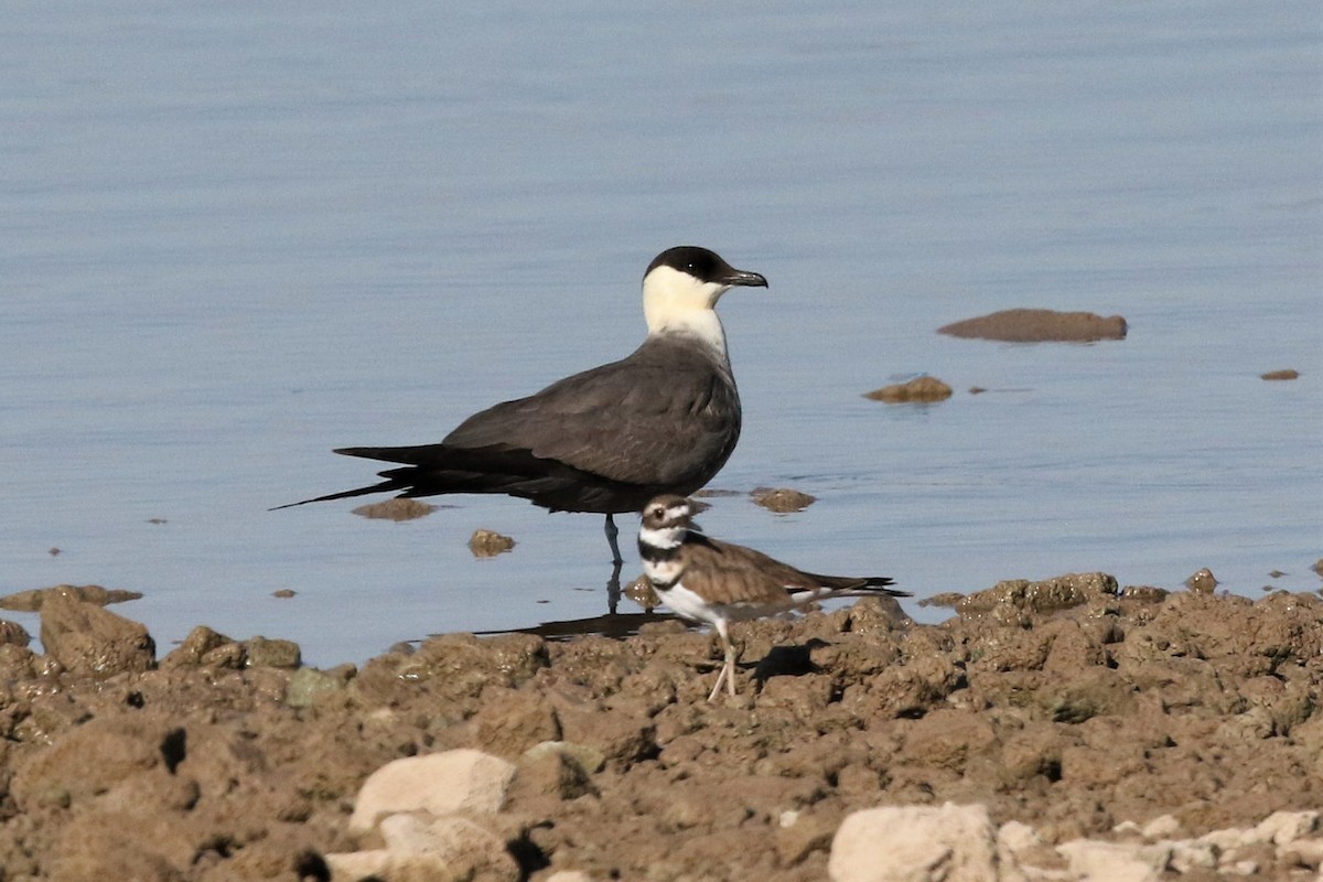 Long-tailed Jaeger - ML175436501