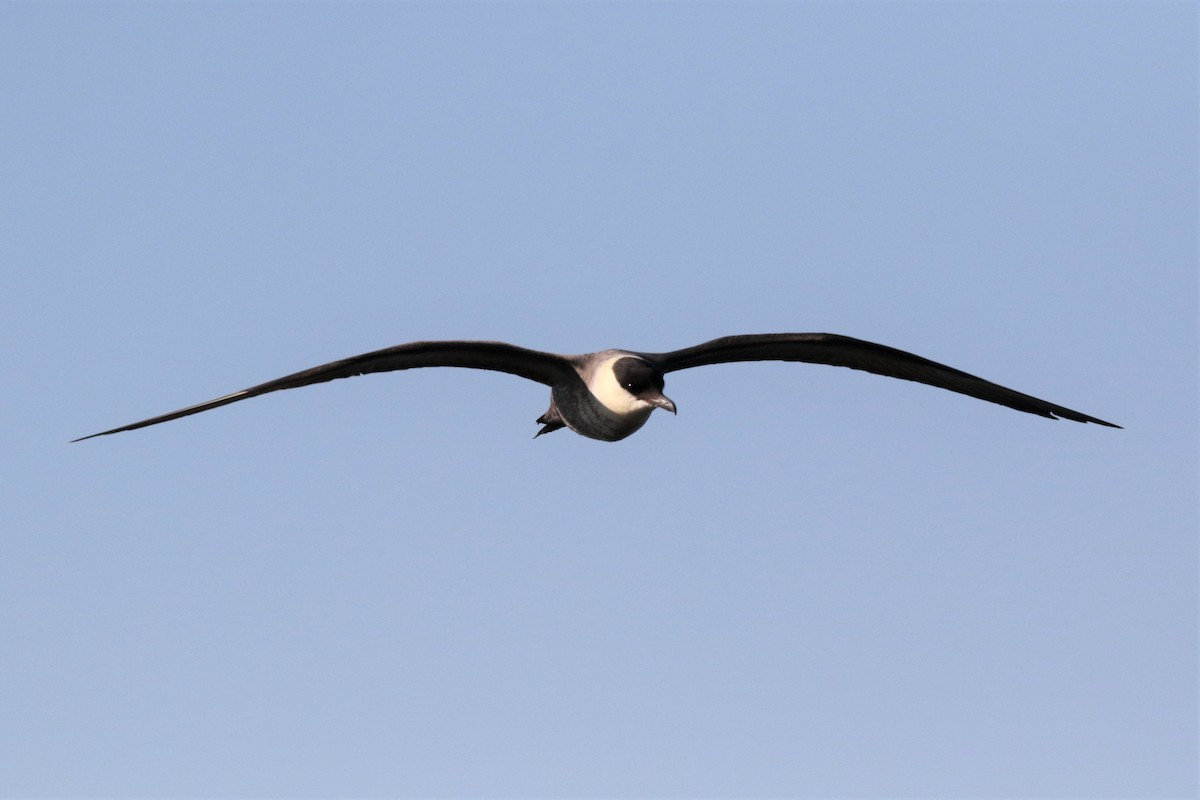 Long-tailed Jaeger - ML175436521