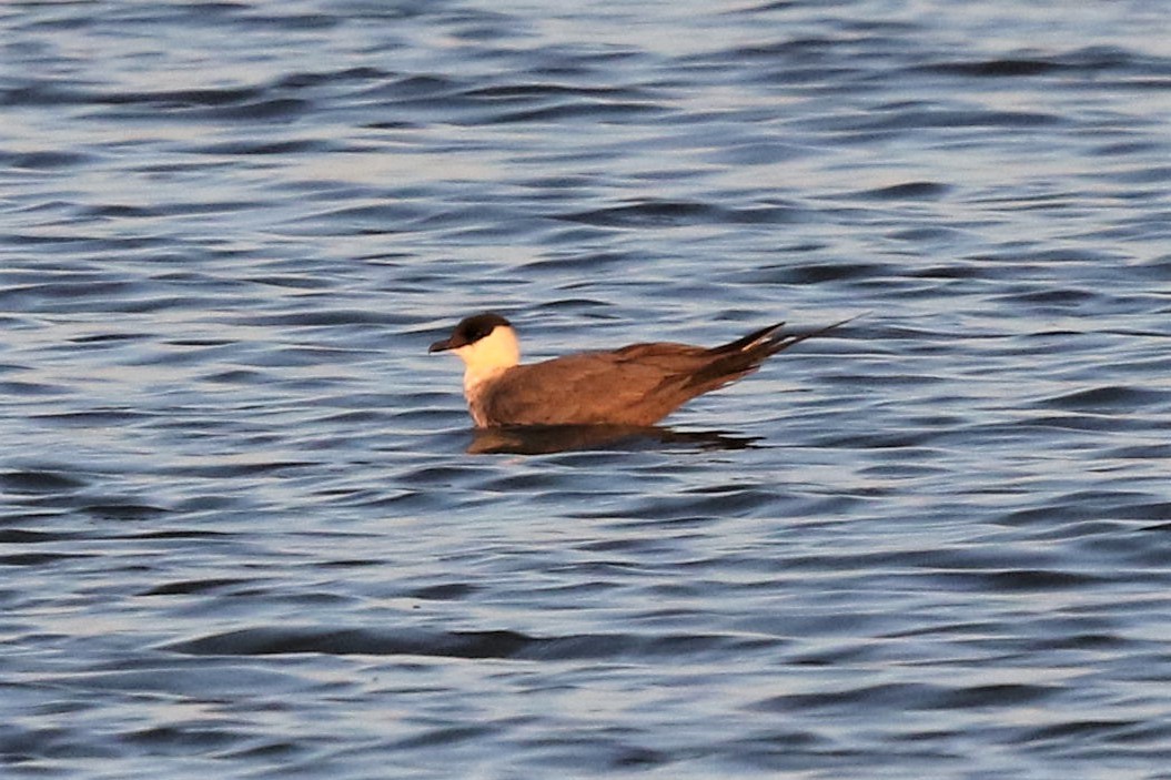 Long-tailed Jaeger - ML175437101