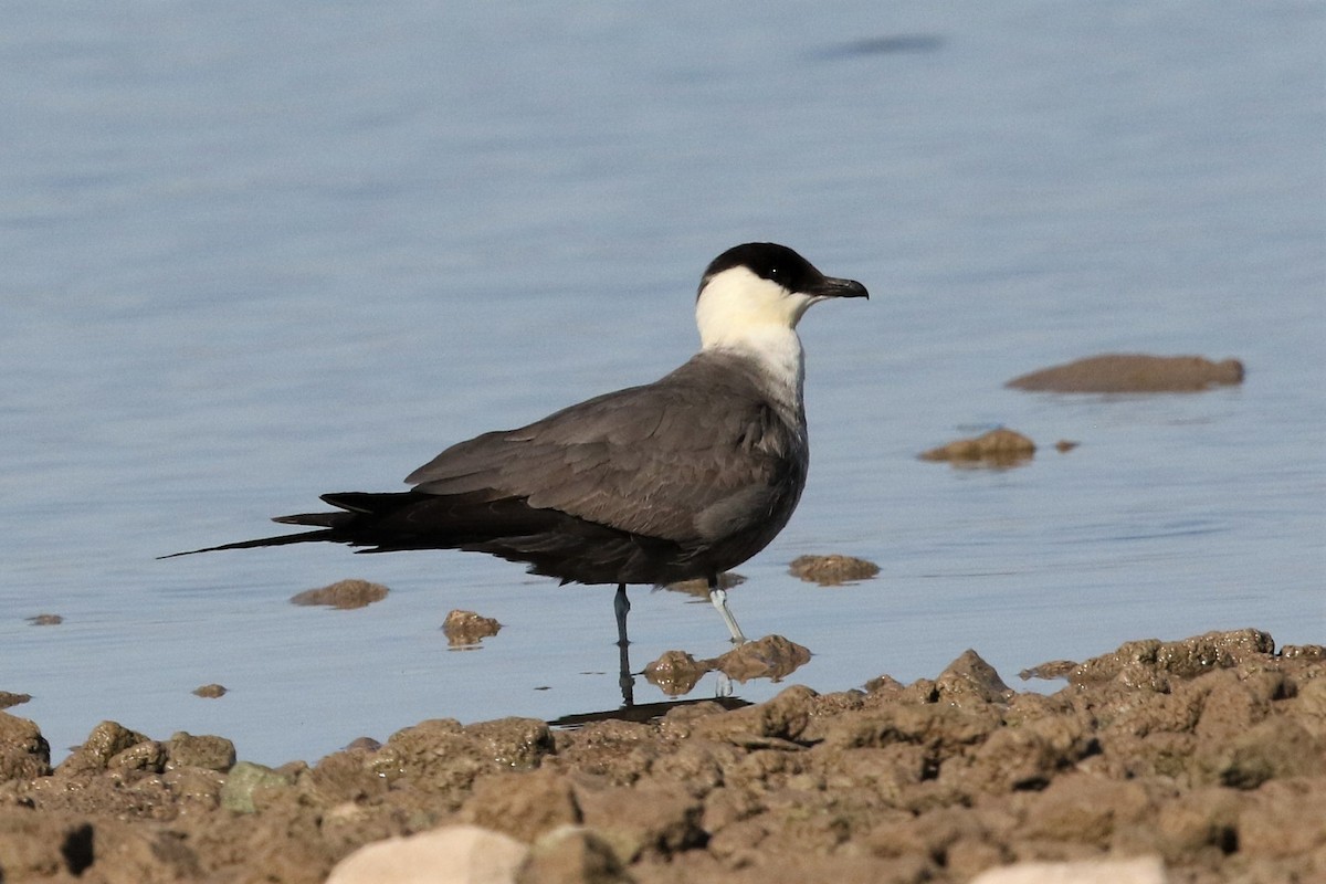 Long-tailed Jaeger - ML175437111