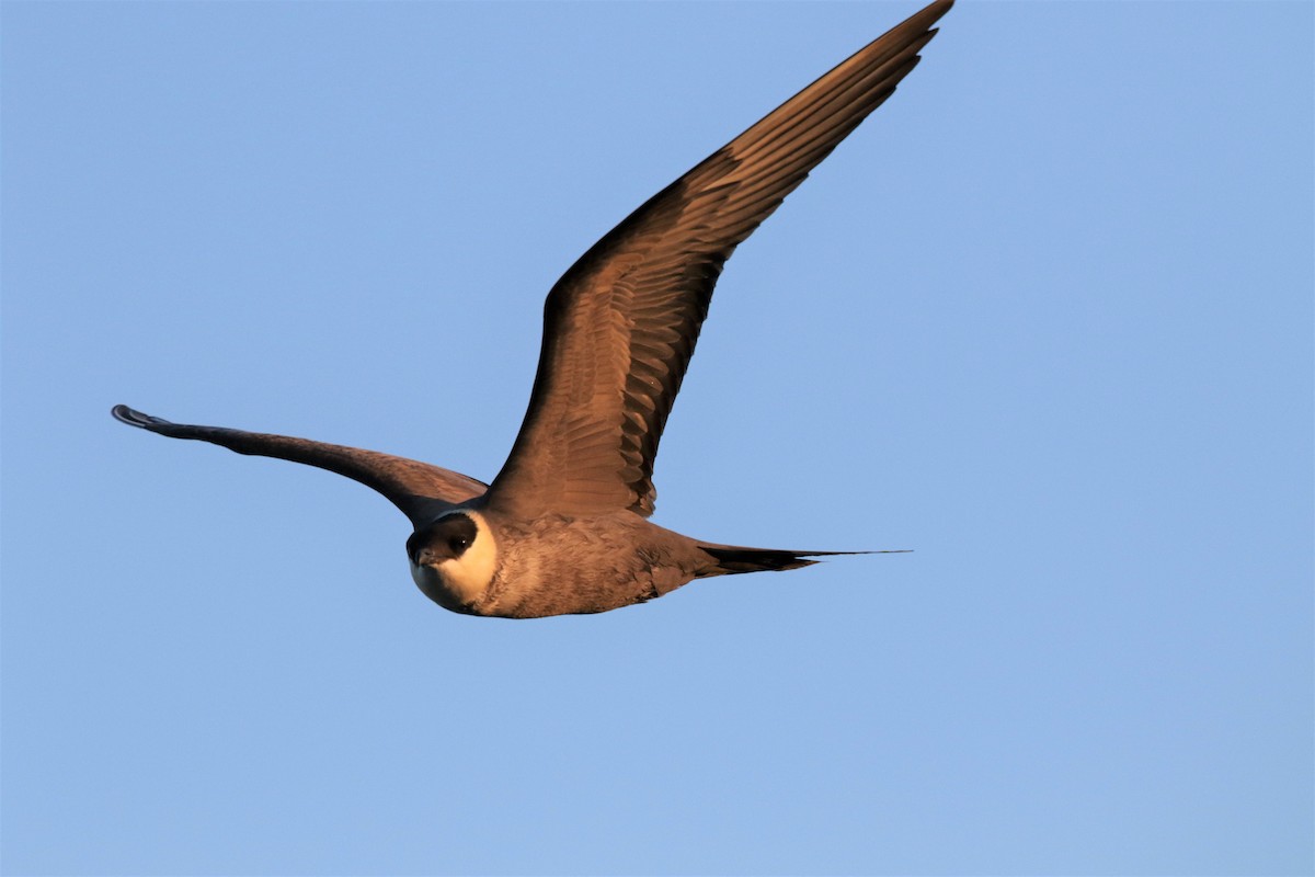 Long-tailed Jaeger - ML175437151