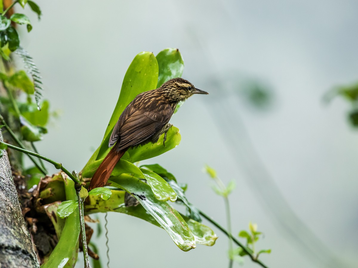 Pale-browed Treehunter (Rufous-tailed) - ML175437281