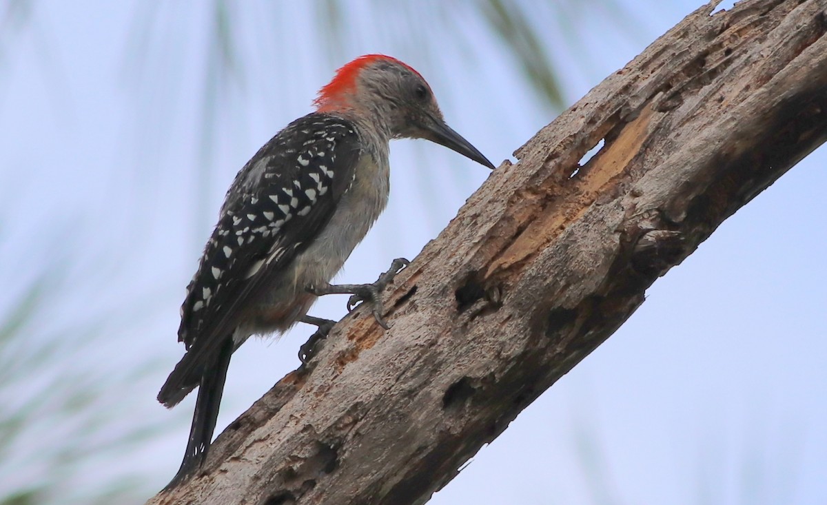 Red-bellied Woodpecker - ML175443321