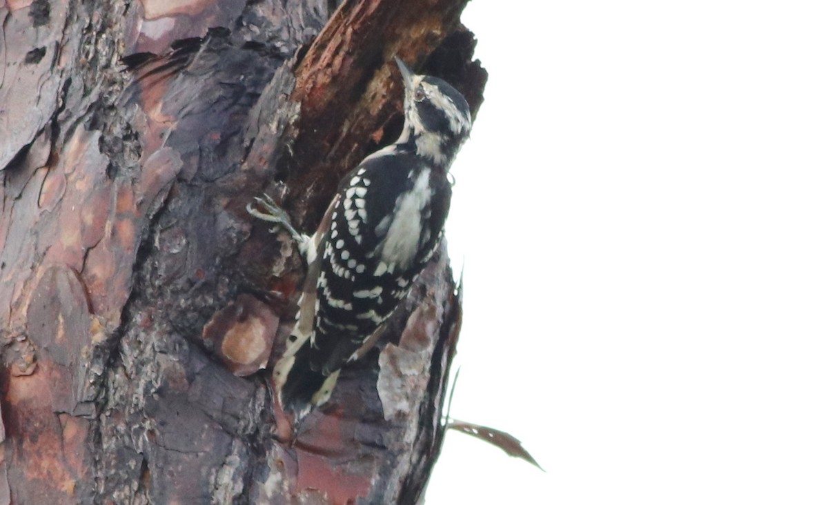 Downy Woodpecker - ML175443401
