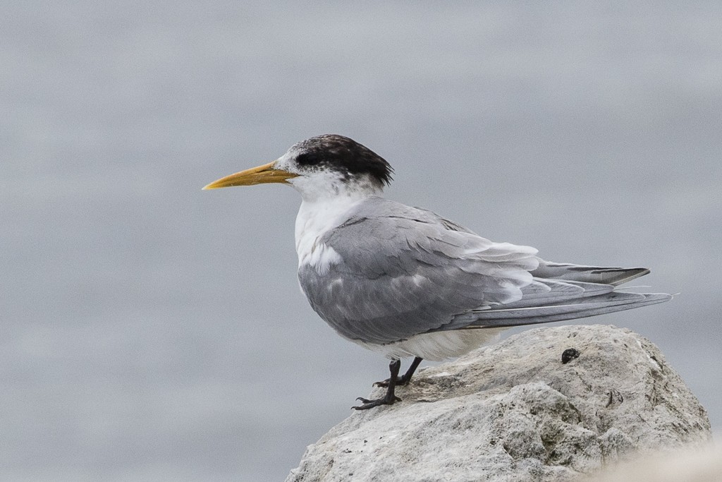 Great Crested Tern - Michael Henry