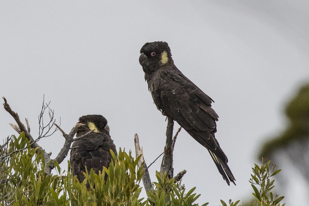 Yellow-tailed Black-Cockatoo - ML175445751