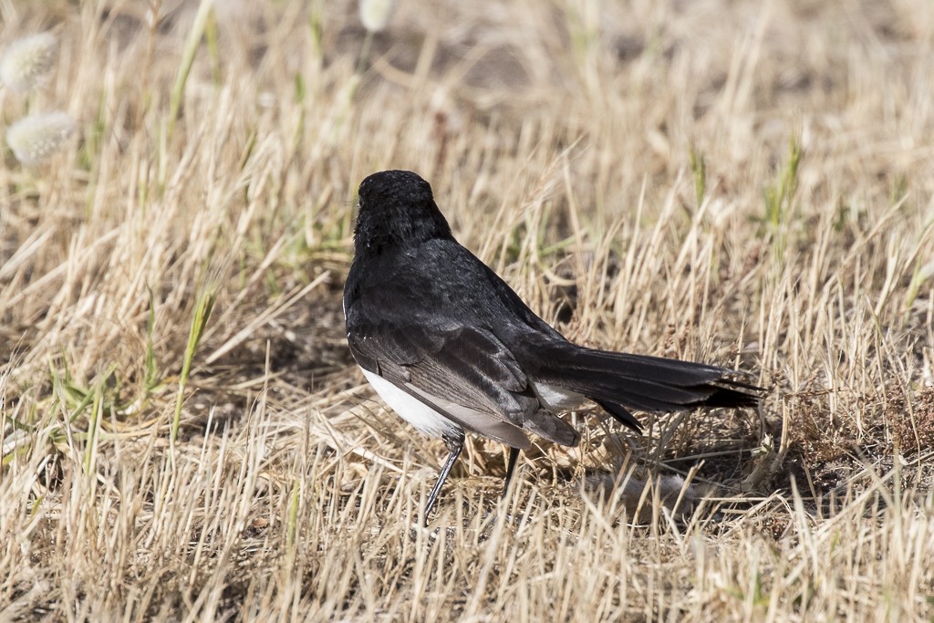 Willie-wagtail - ML175445801
