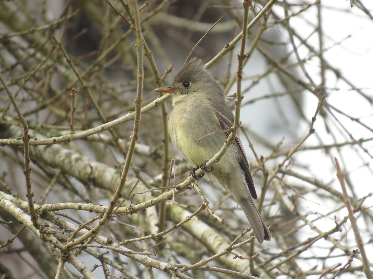 Greater Pewee - ML175445861