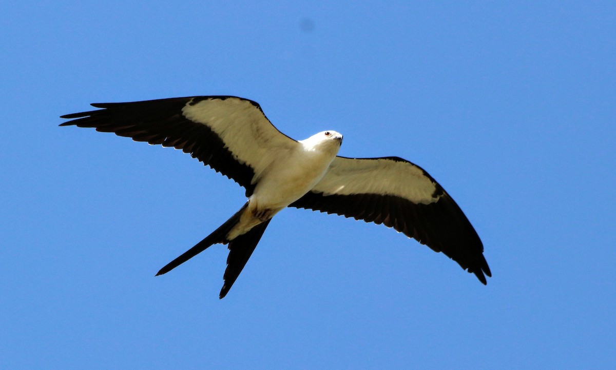 Swallow-tailed Kite - Cory  Norris