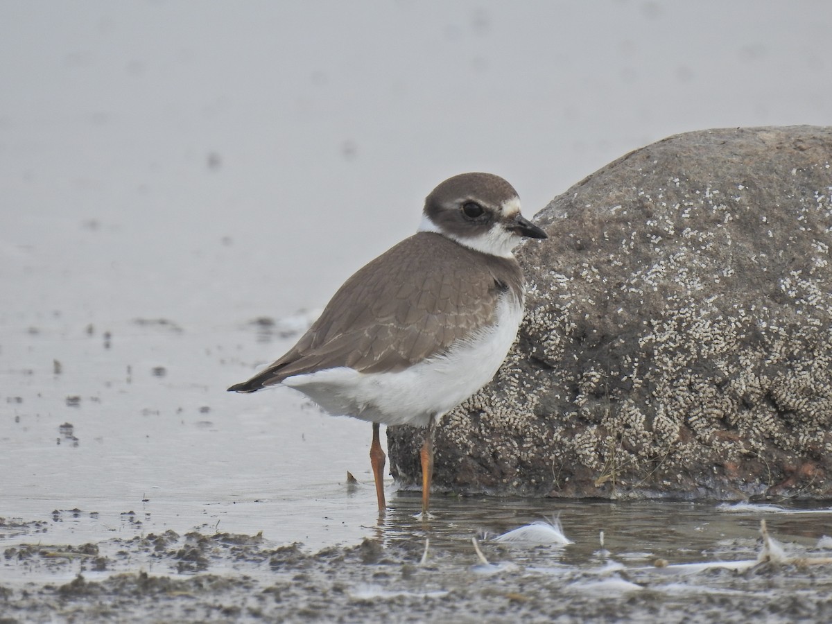 Semipalmated Plover - ML175461621