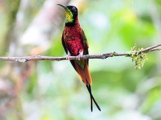 トパーズハチドリ - eBird