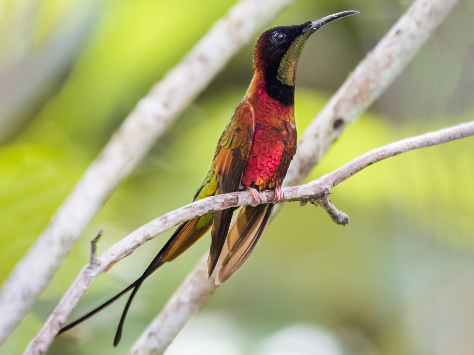 Crimson Topaz - Claudia Brasileiro